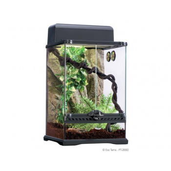 Kit terrario tropical