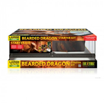 Kit terrario para pogona